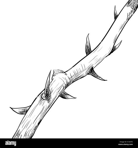 thorn pic|thorns drawing.